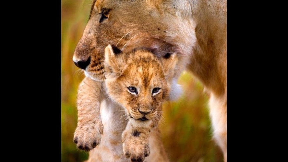 Кот Лев