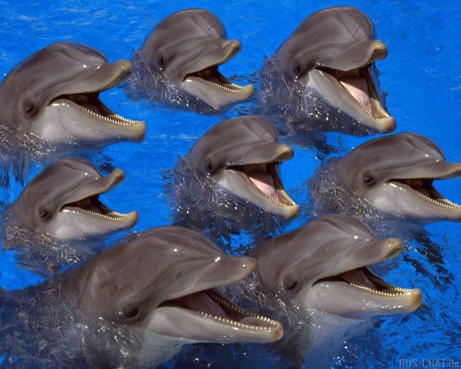 Дельфины много