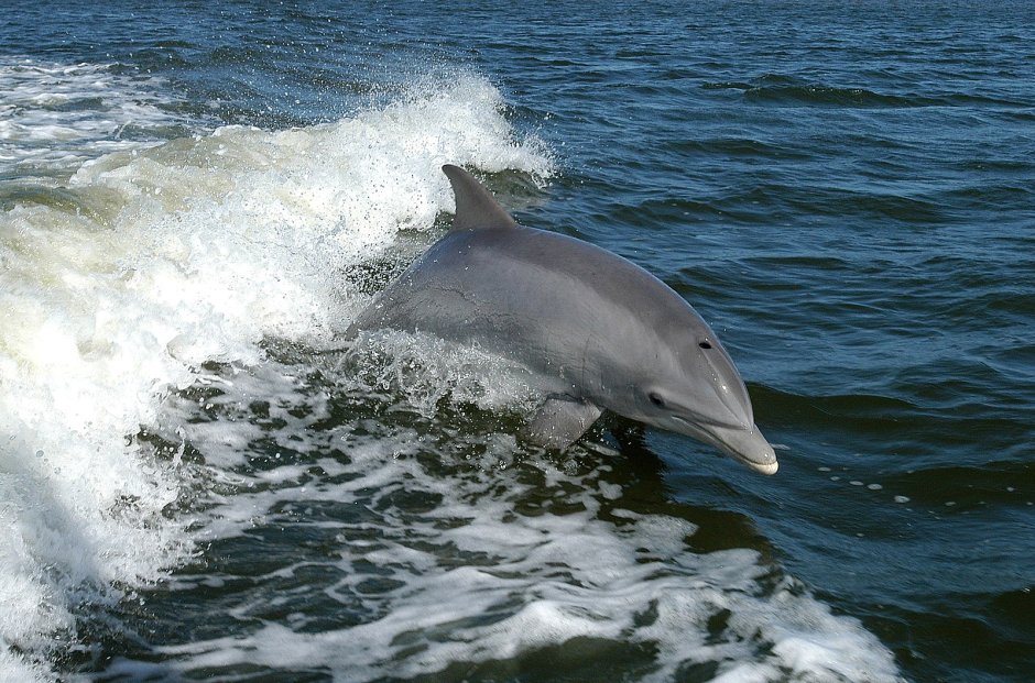 Афалина (Tursiops truncatus)