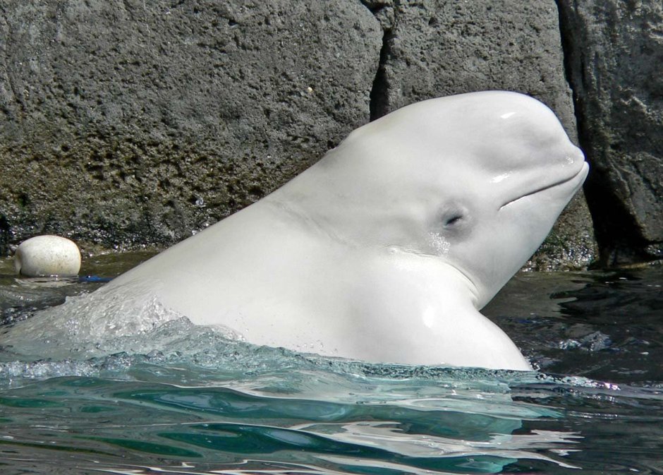 Белуха (Delphinapterus leucas)