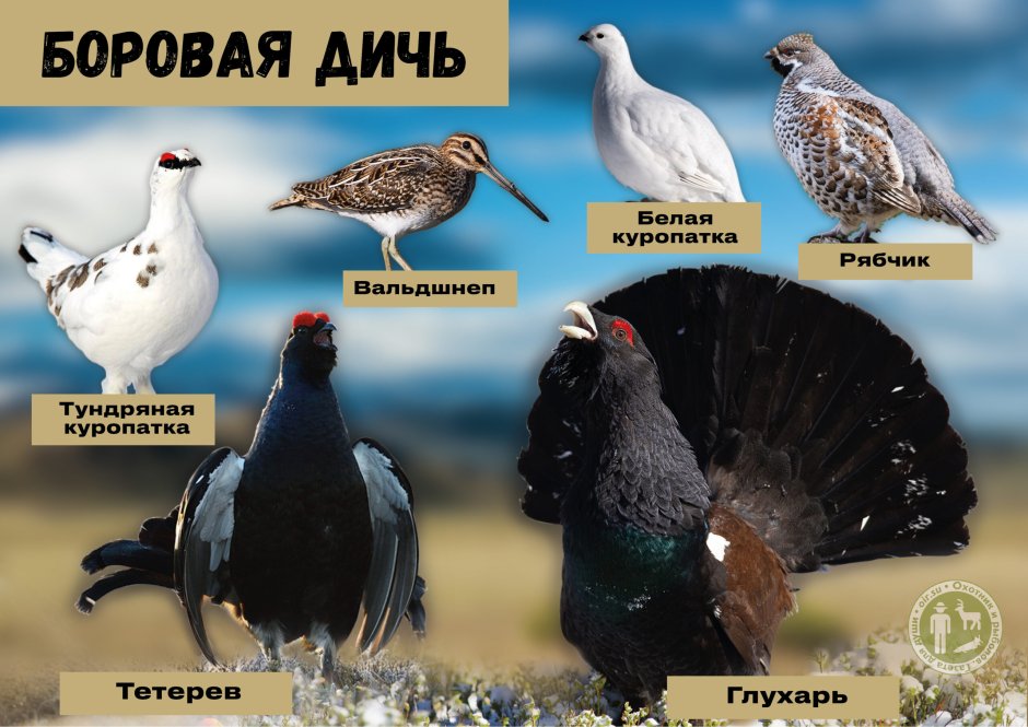 Глухарь (Tetrao urogallus)