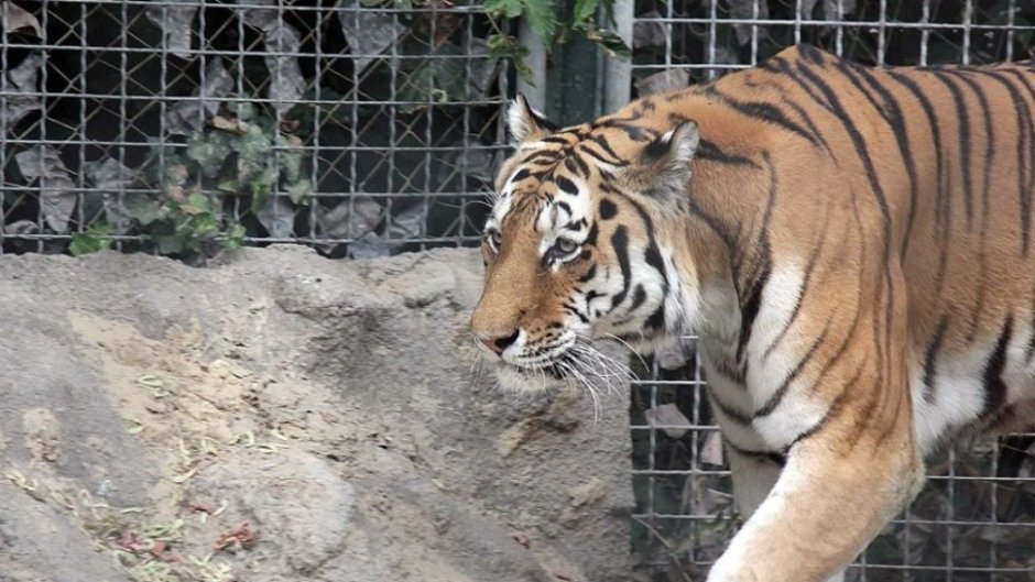 Macan портрет