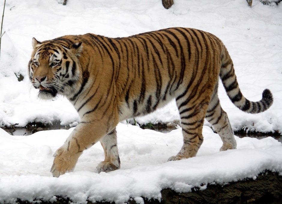 Король тигр (Tiger King) БАД