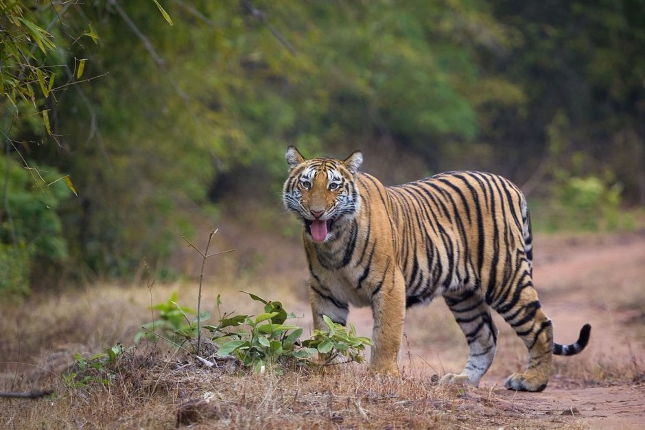 Royal Bengal Tiger Ranthambore National Park
