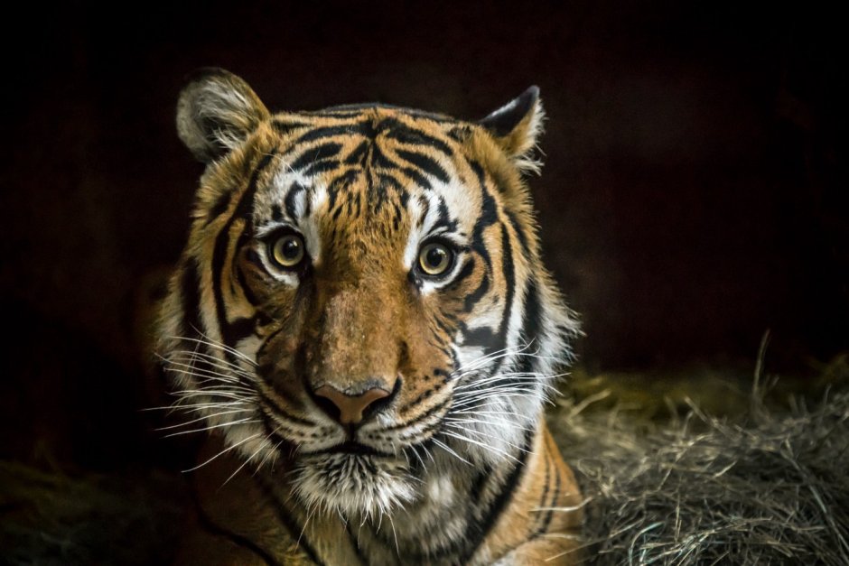 White Tiger in Circus