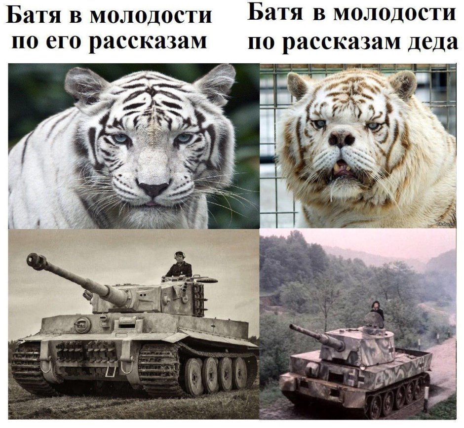 Тигр альбинос даун