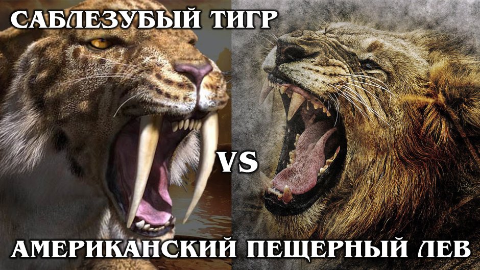 Американский тигр
