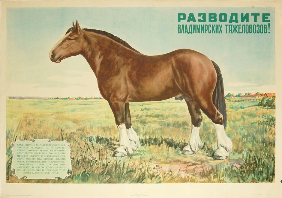 Владимирский тяжеловоз жеребенок