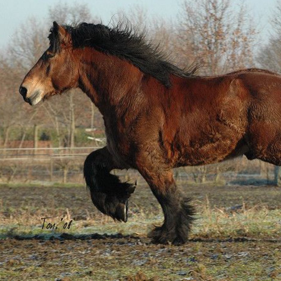 Бельгийский тяжеловоз Самсон