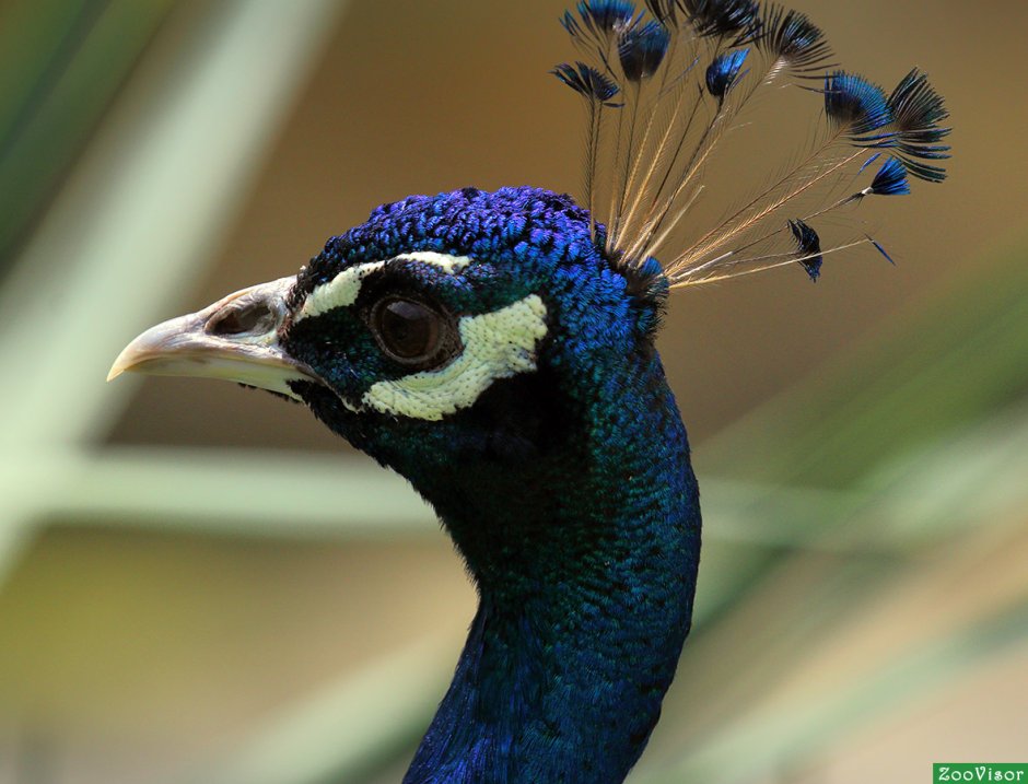 Laughingthrush птица