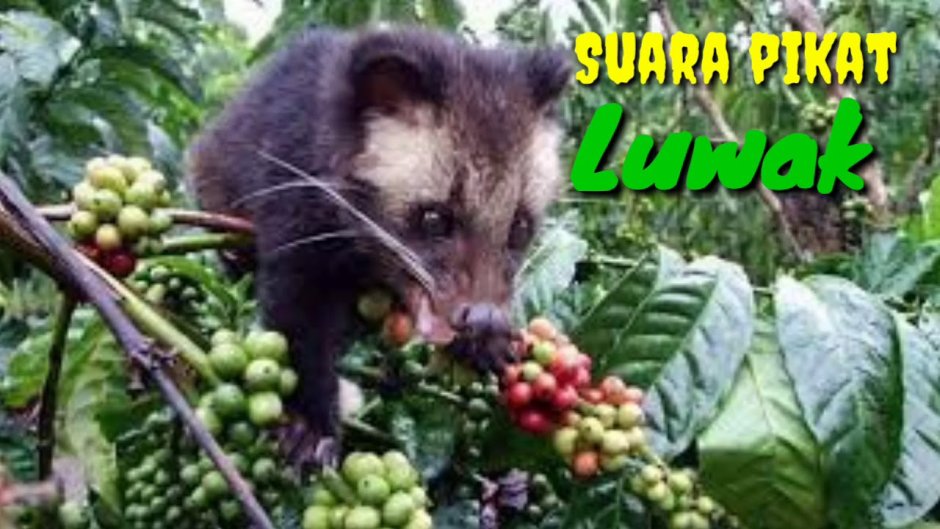 Пальмовая кошка Лювак