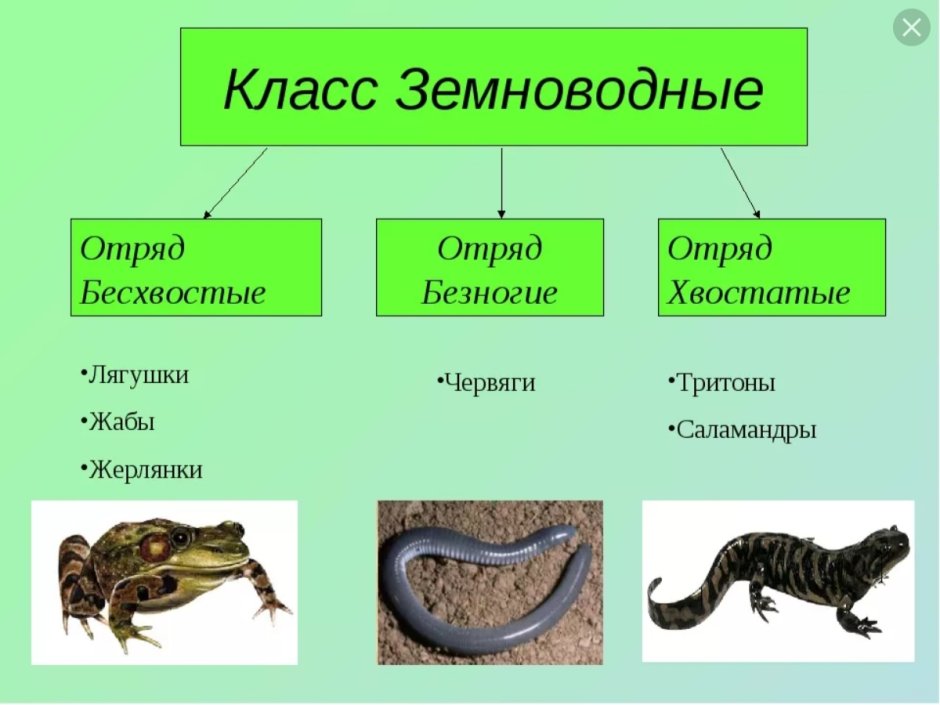 Отряд безногие отряд хвостатые отряд бесхвостые таблица