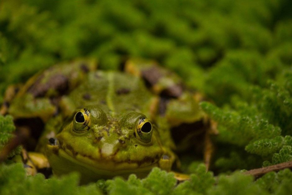 Telmatobius Dankoi