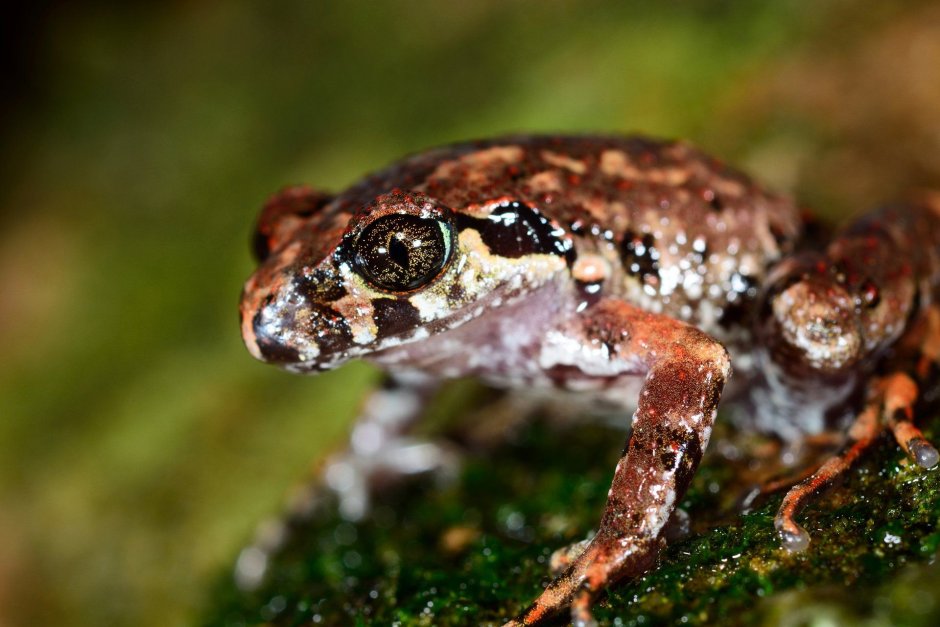 Кавказская крестовка (Pelodytes caucasicus)