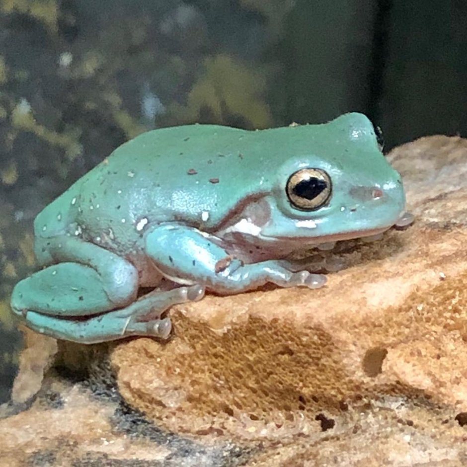 Litoria caerulea