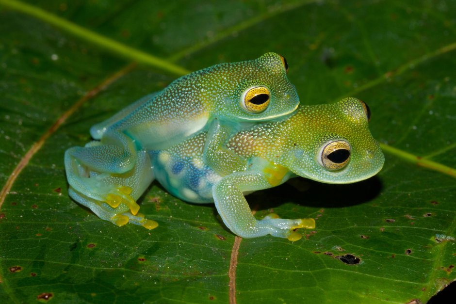 Diego Frog