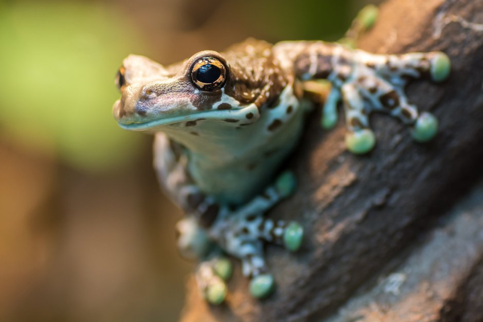 Bufo Marinus toad