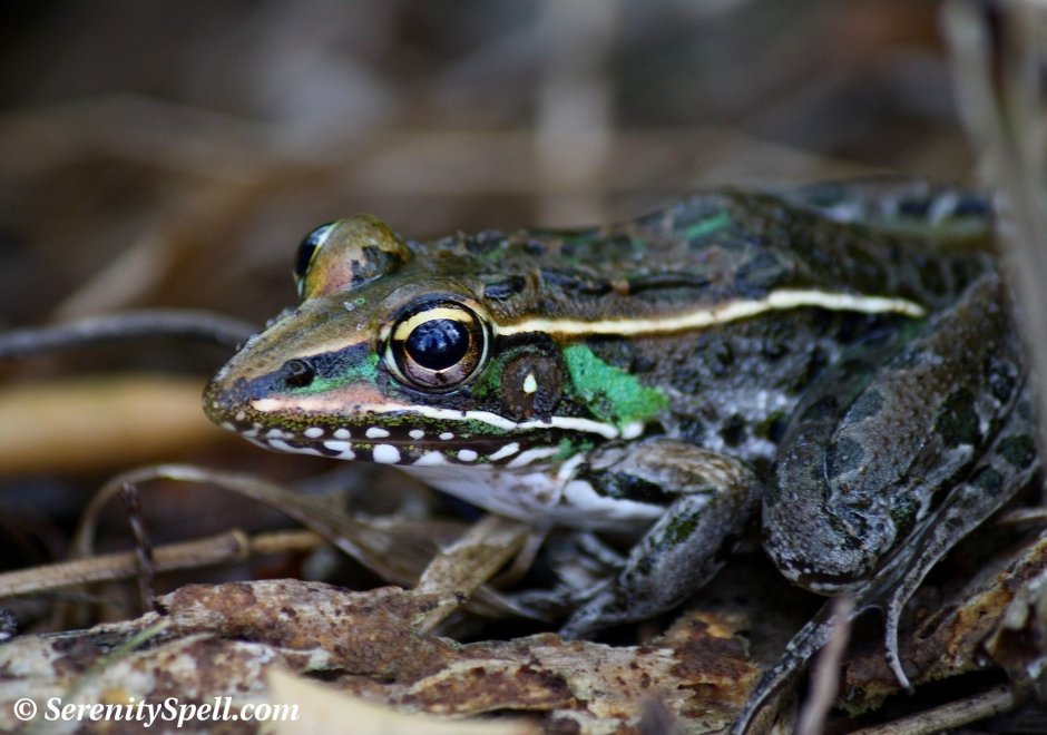 Green Bullfrog Green Bullfrog