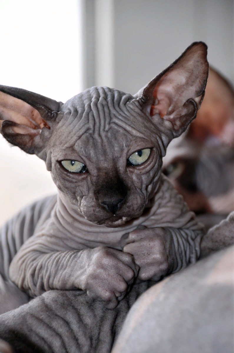 Канадский сфинкс кот