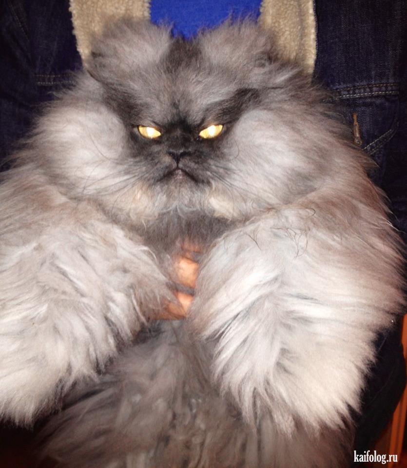 Милые котики