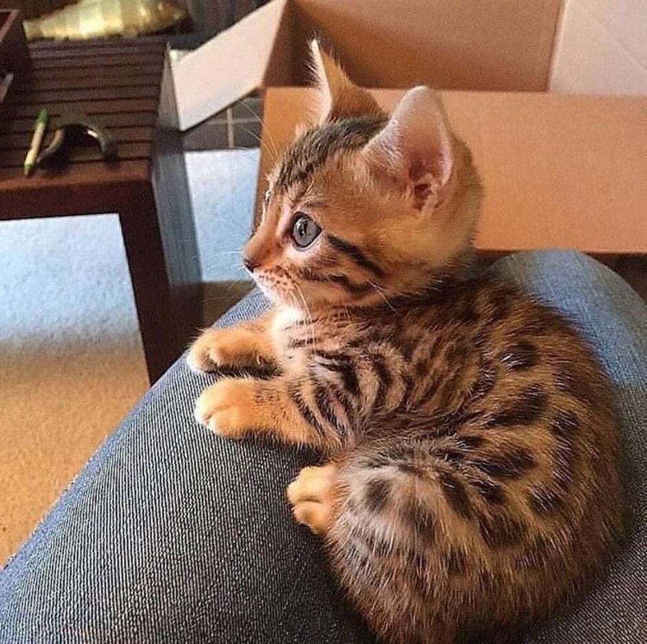 Селкирк рекс Альберт