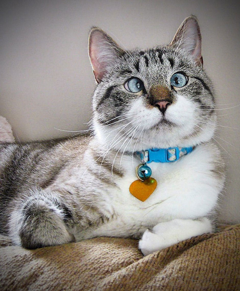 Коты и собаки