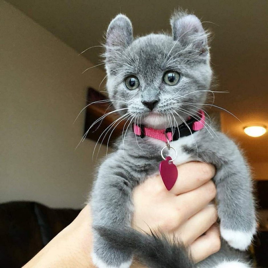 Необычные кошки