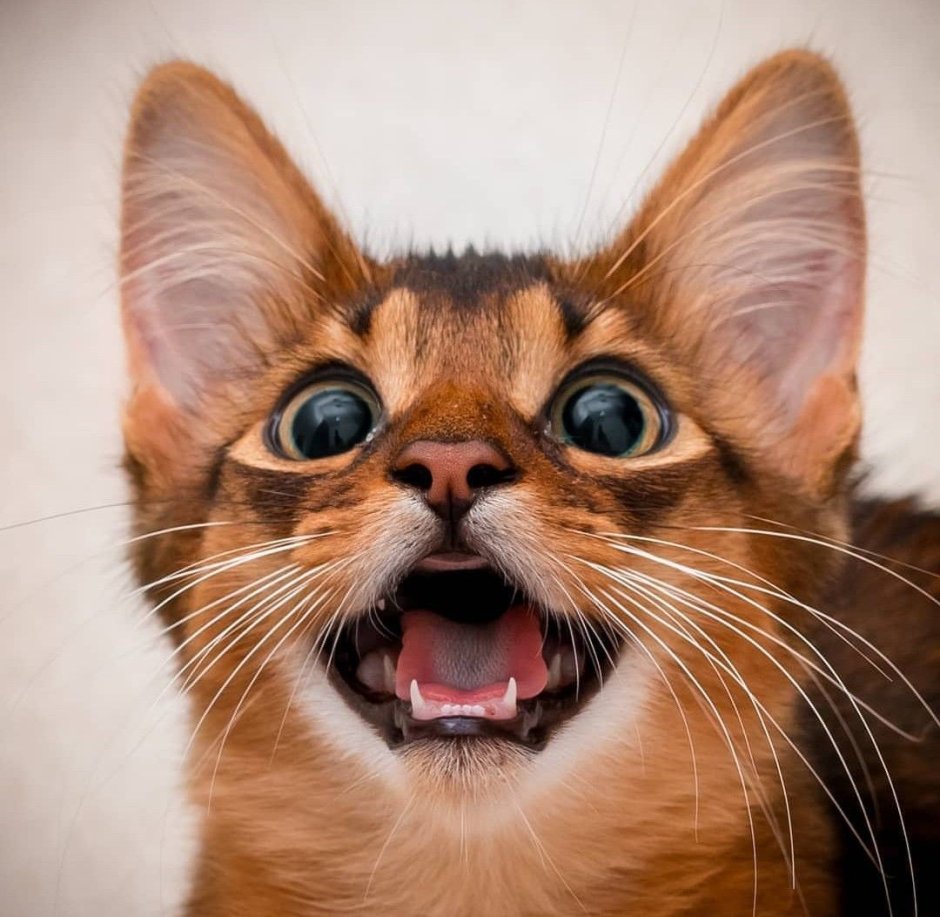 Морда бешеного кота