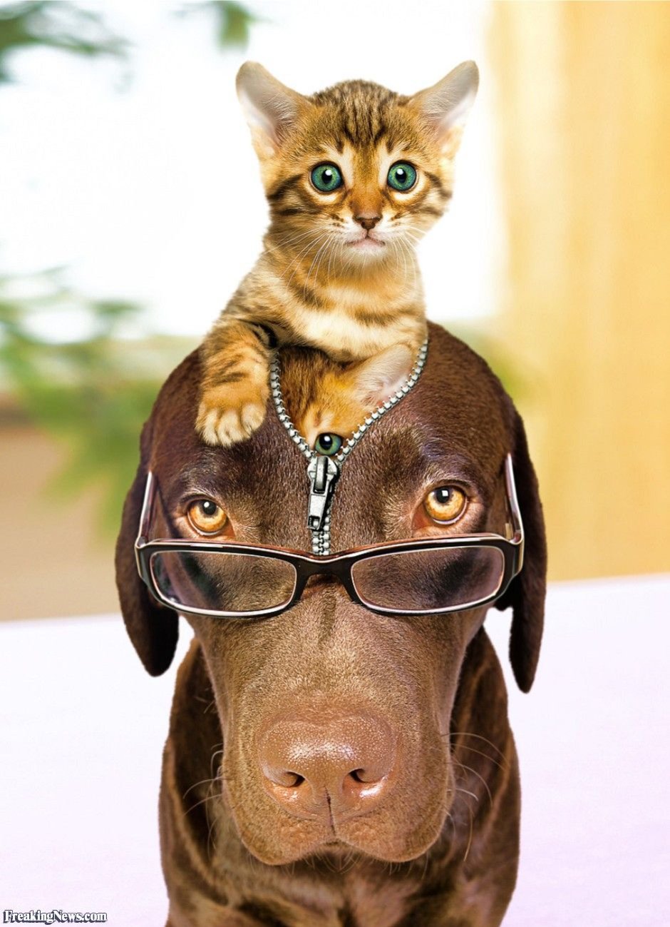 Манчкин кот рыжий