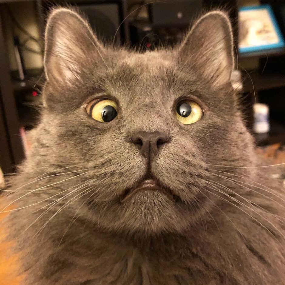 Смешной лохматый кот