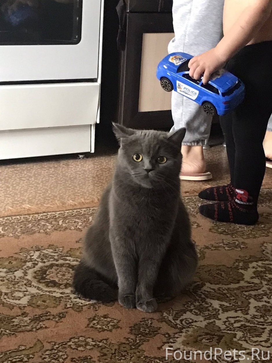 Коллаж кошки