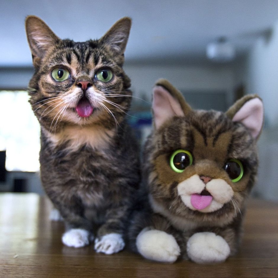 Японский кот Снупи