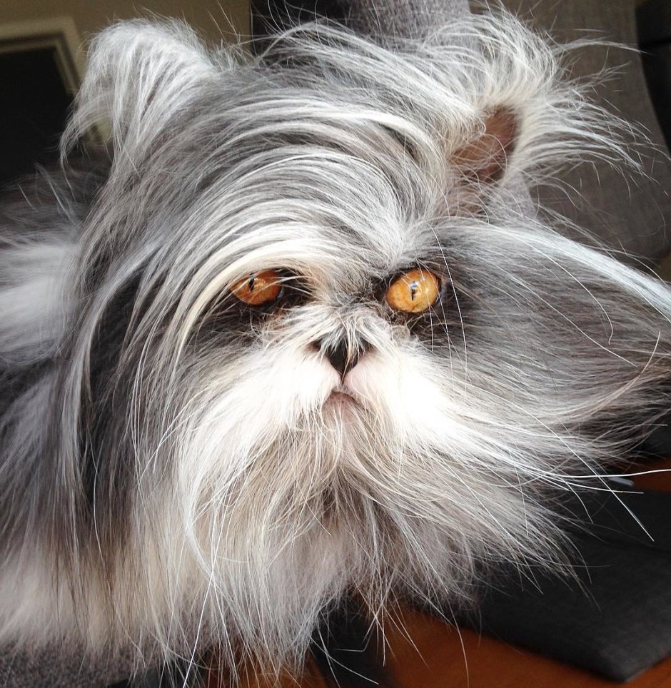 Персидская шиншилла серая