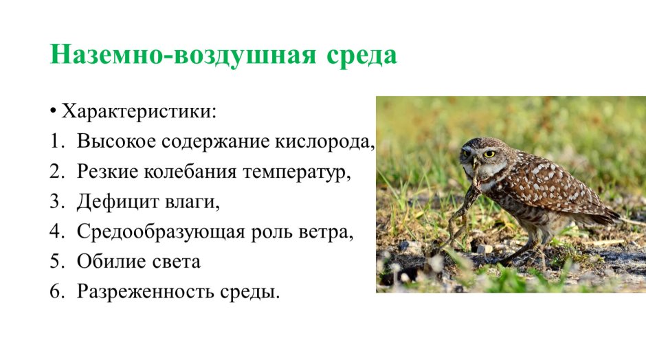 Птицы наземно воздушной среды