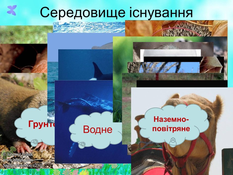 Середовища існування