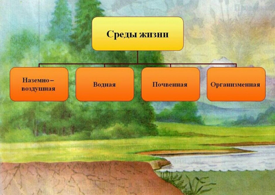 Жизнь и еда