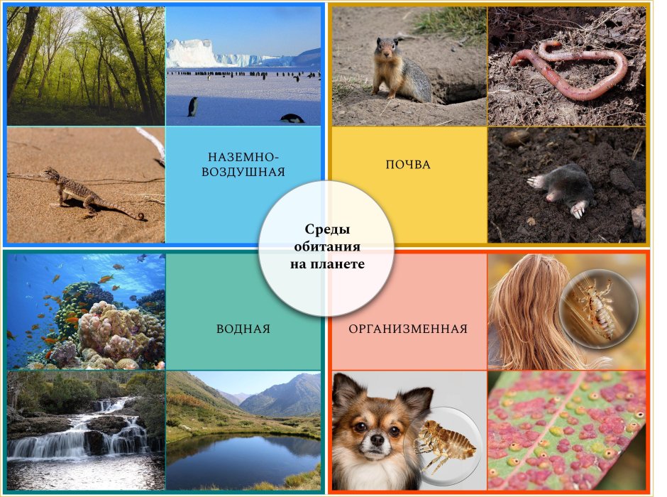 Среда обитания