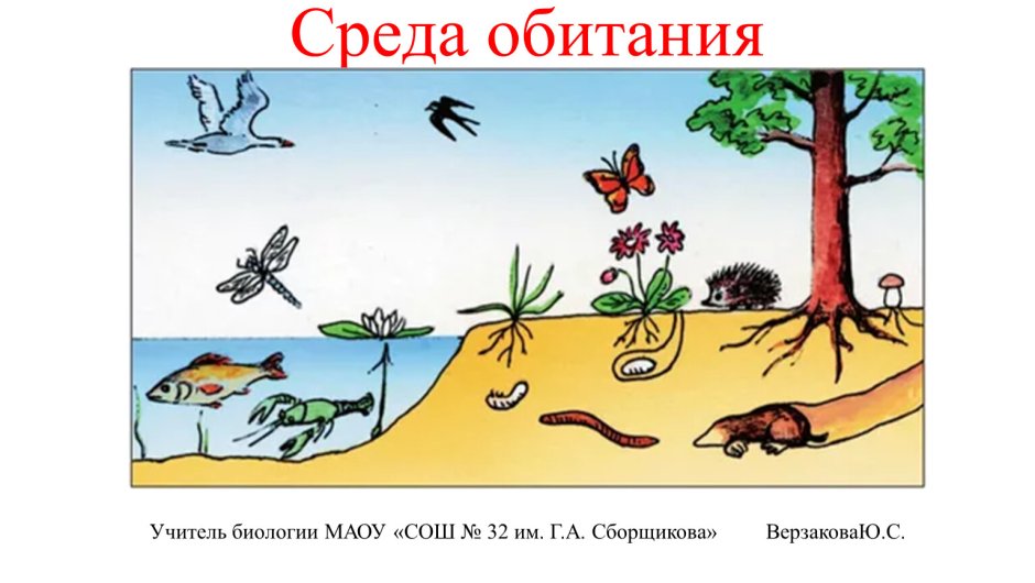 Среды жизни
