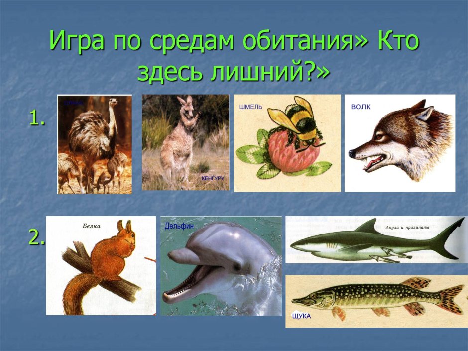 Животные разных сред обитания
