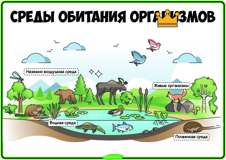 Среды обитания особенности среды и животных