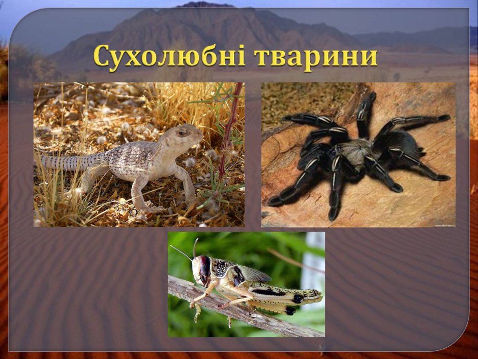 Наземно-воздушная среда обитания