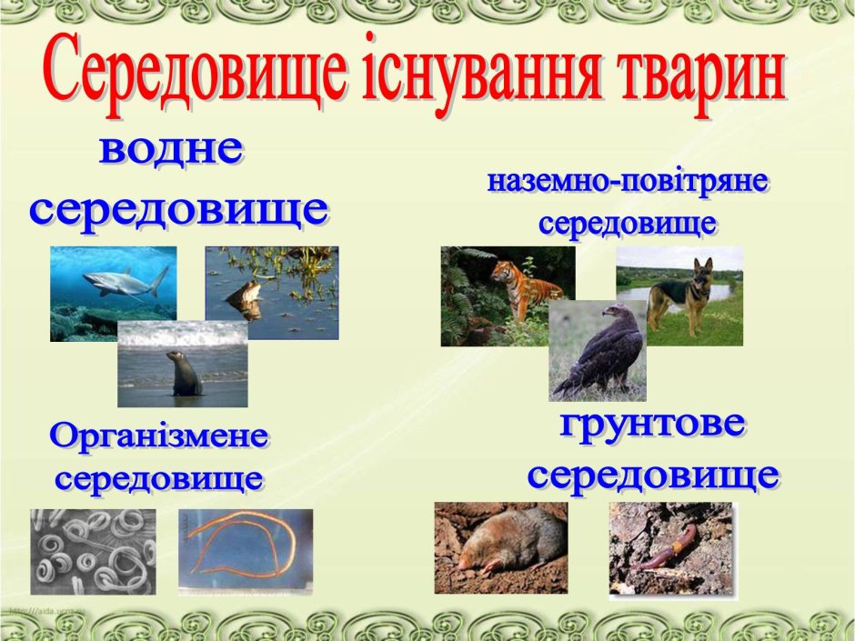 Середовища існування