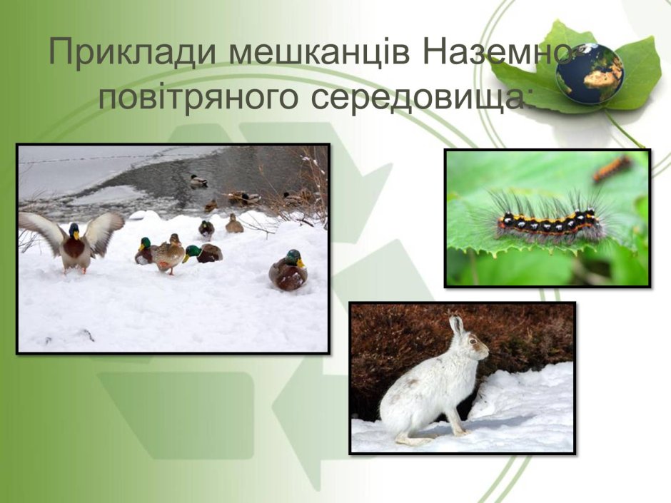Обитатели наземно воздушной среды примеры