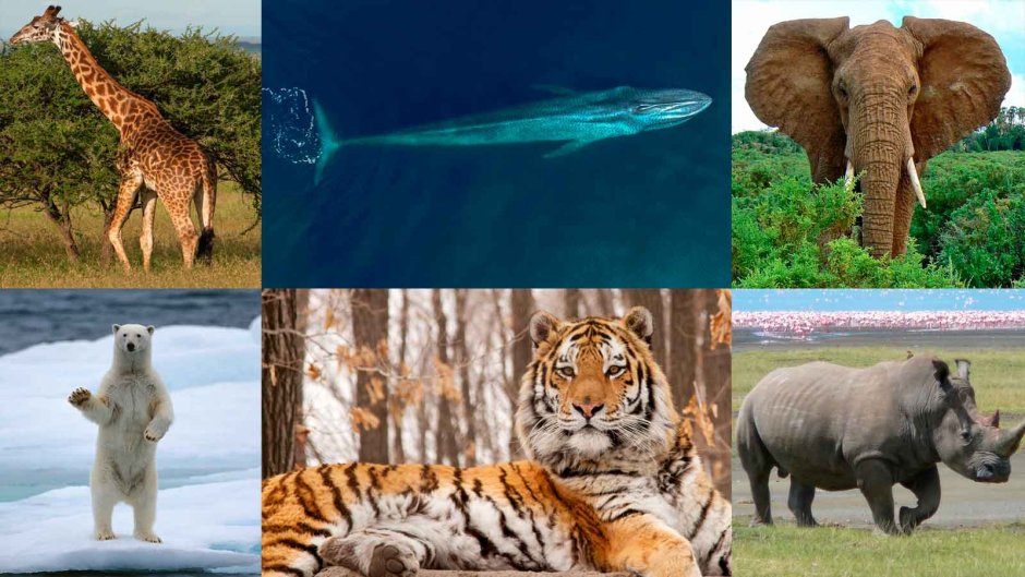 Самые крупные наземные животные