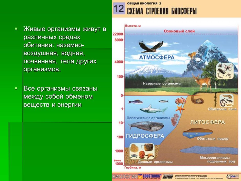 Биосфера среды жизни
