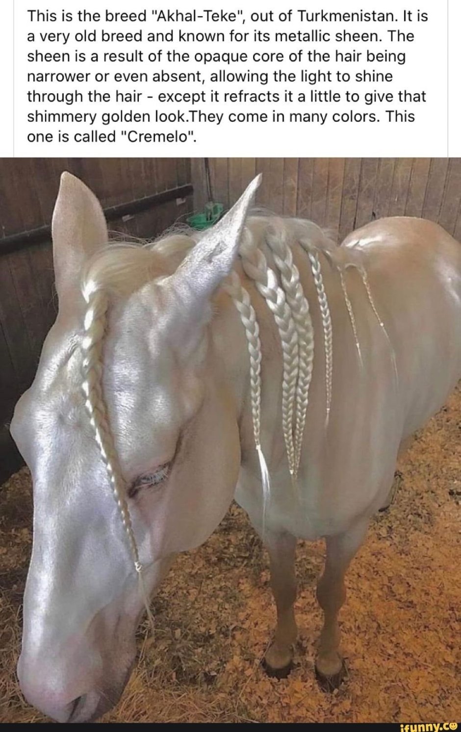 Белый ахалтекинец