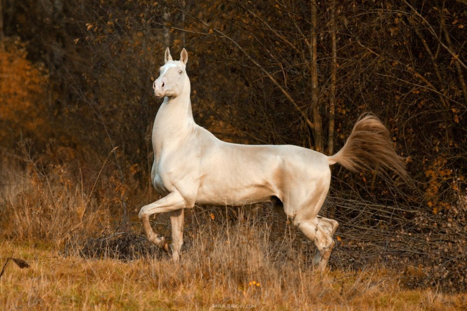 Ахалтекинская Изабелловая масть