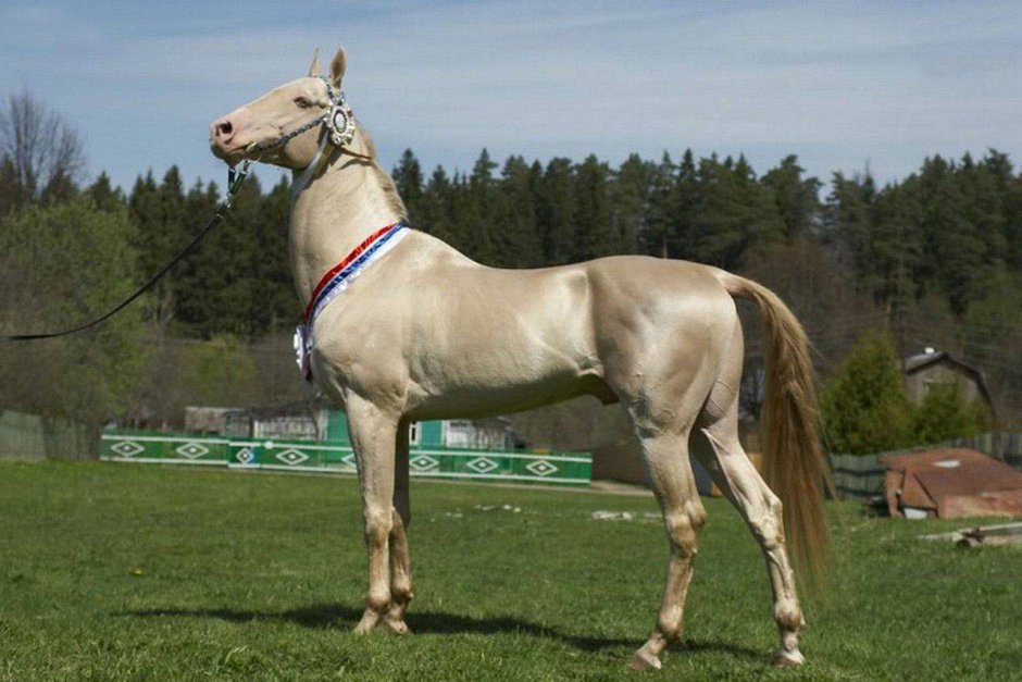 Изабелловая арабская лошадь