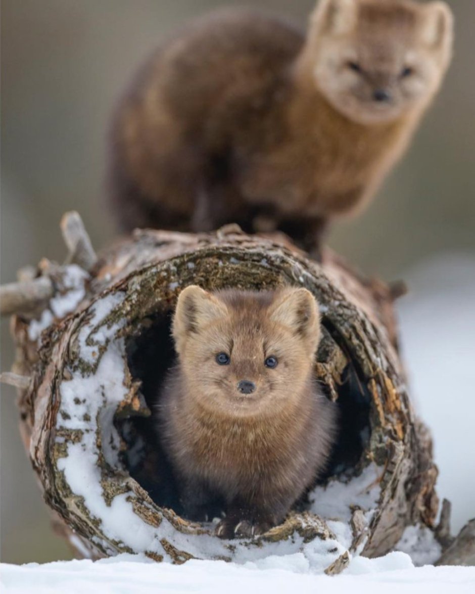 Животные Урала Соболь
