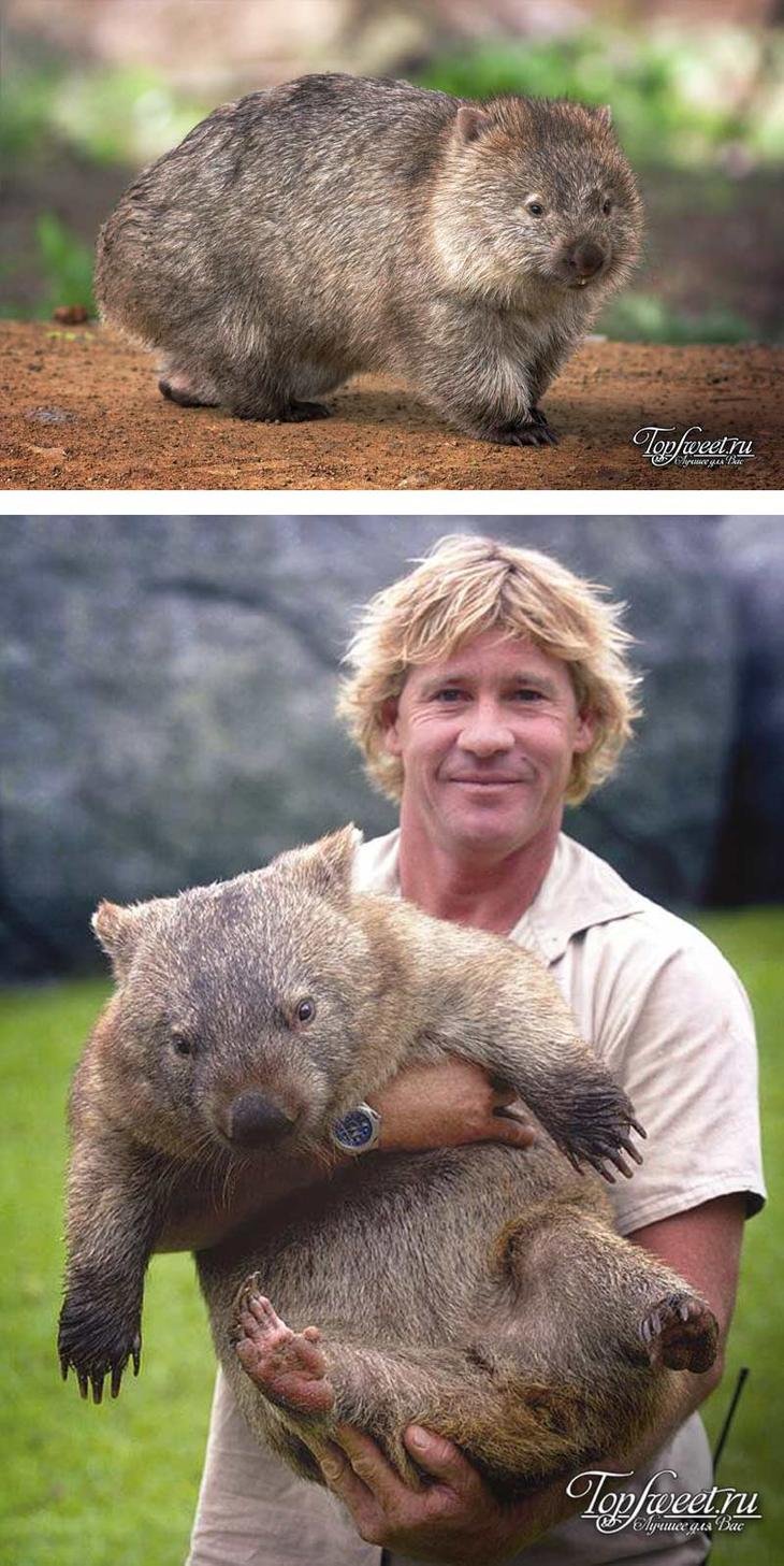 Вомбат животное Австралии